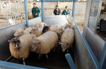 multiple sheep being weighed