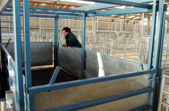 livestock weighing equipment at event