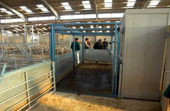 cattle weighing scale