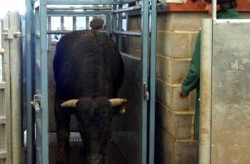 cattle on a weighing scale