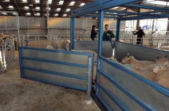 sheep being weighed