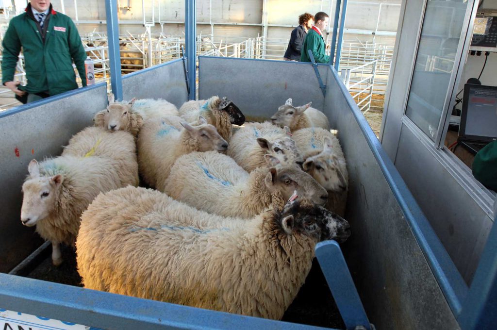 sheep scale